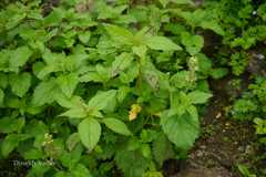 Scrophularia calycina